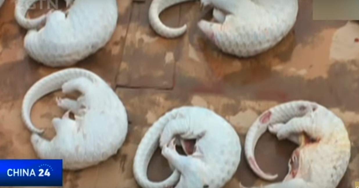 FOTO VIDEO | Explozia contrabandei cu pangolin. Ce forme ia și ce ...