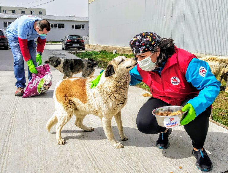 COVID-19 pandemic: 1000s of stray dogs, cats in Europe in danger of starving