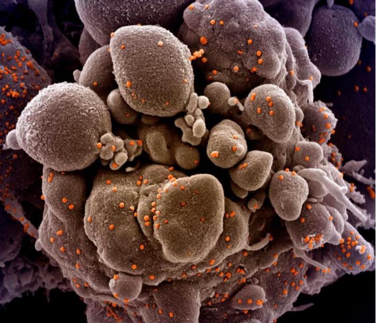 OMS: S-ar putea ca acest coronavirus să nu fie eradicat niciodată