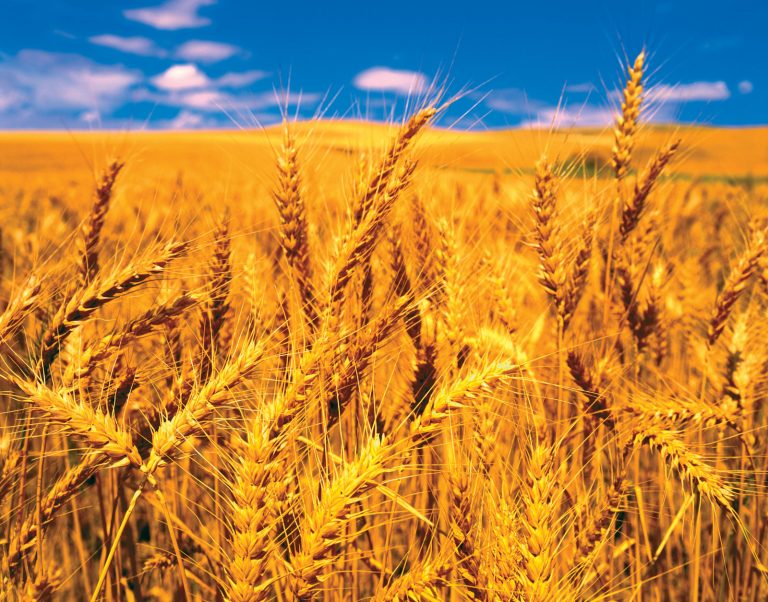 Romania says it hasn’t imported Ukrainian grain for 6 months
