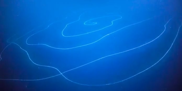 VIDEO | Creatură-gigant, de peste 45 metri, observată în ocean