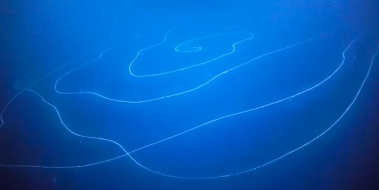VIDEO | Creatură-gigant, de peste 45 metri, observată în ocean