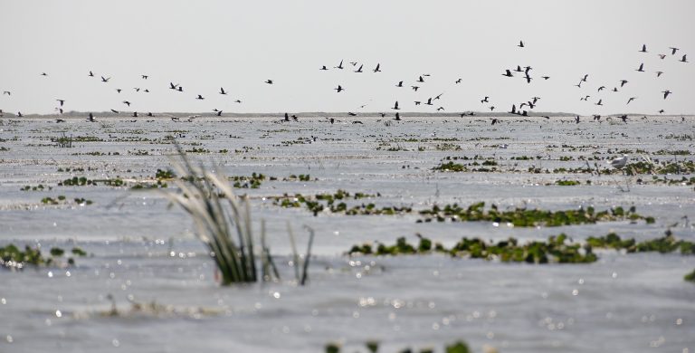 Danube Delta tourism will sink without government aid, Romanian tourism group says