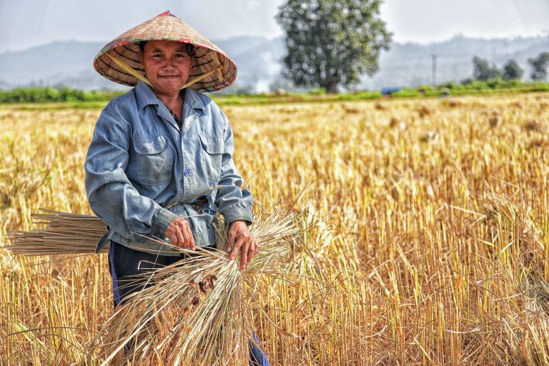 Trei mari organizații mondiale avertizează cu privire la riscul unei crize alimentare cauzată de pandemie