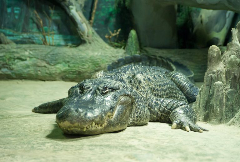 VIDEO | Un aligator, supraviețuitor al bombardamentelor din 1943 asupra Germaniei, a murit în captivitate
