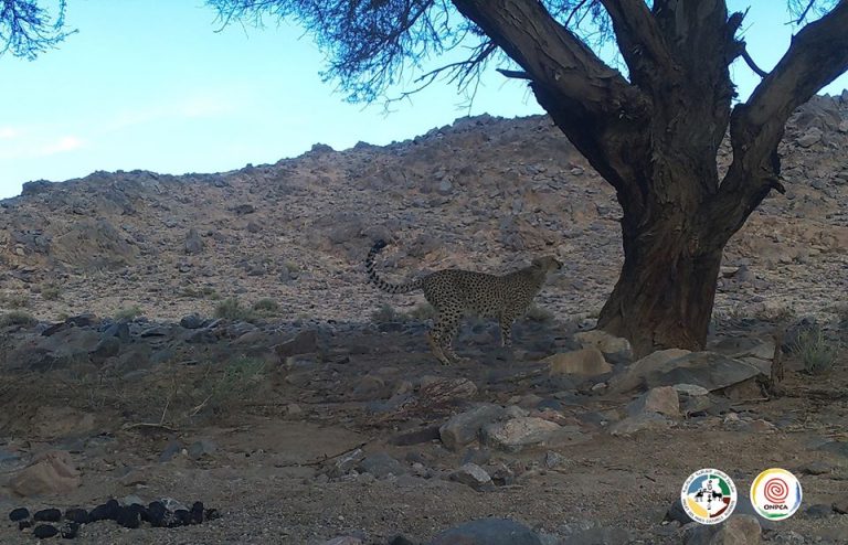 Una dintre cele mai rare feline, fotografiată într-o regiune în care dispăruse de un deceniu