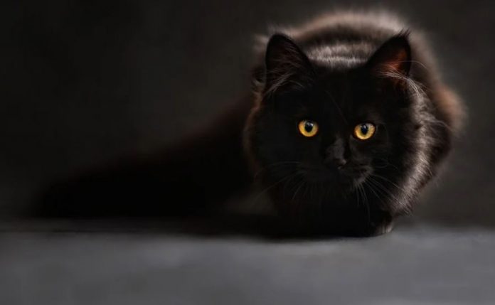 Negrito