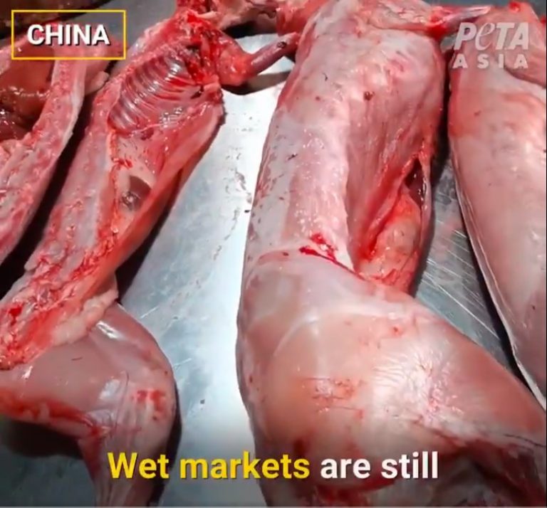 VIDEO | Piețele umede din Asia, la turație maximă, în ciuda pandemiei. Imagini PETA cu animale sălbatice și domestice vii sau măcelărite în stradă. Inclusiv lilieci