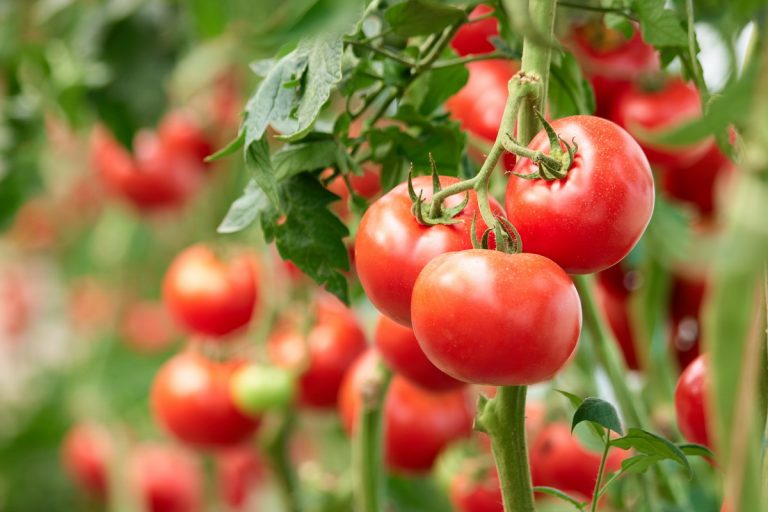 Comisia Europeană: Ajutoare de 37,6 milioane de euro pentru producătorii de tomate şi usturoi din România