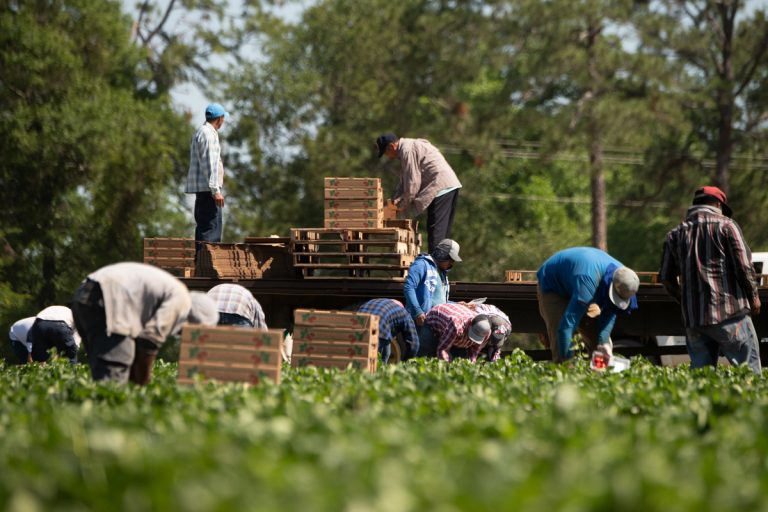 Romanians stage revolt at German asparagus farm as coronavirus labor shortage gives workers more bargaining power