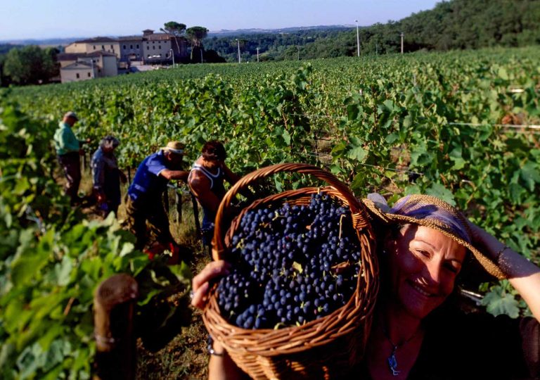 Opt muncitoare românce, duse la cules cu un avion privat, închiriat pentru o sumă exorbitantă