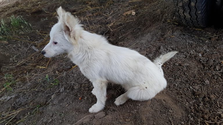 Marcel Vela anunță înființarea Poliției Animalelor: Un pas mic, dar important