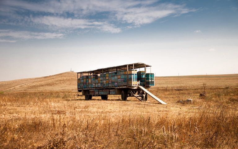 Tablou sumbru al agriculturii din România. Consecințe dramatice ale secetei, care ar putea duce la o creștere a prețurilor la toamnă