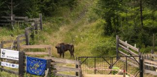 WWF Romania zimbri/bisons