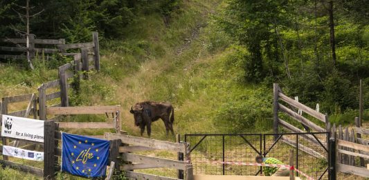 WWF Romania zimbri/bisons