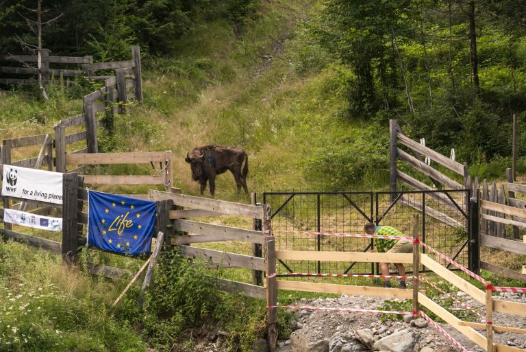 VIDEO. Wild Romania. Brief bison brawl captured on camera in Romanian natural reserve
