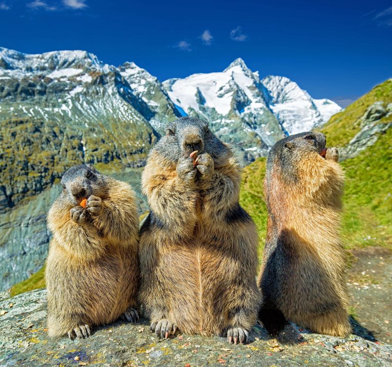 Avertizare de ciumă bubonică după ce poliția a confiscat 22 de marmote moarte