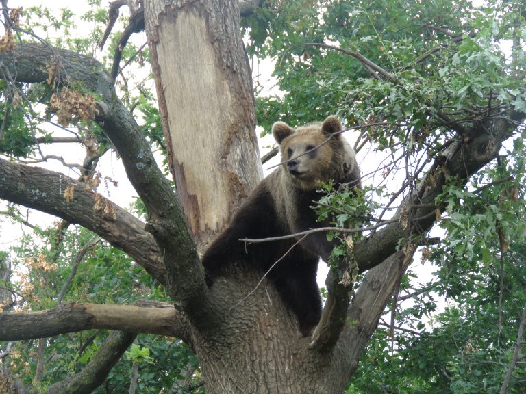 Bear with us! Transylvanian ‘Libearty’ sanctuary needs help during pandemic, supporters say