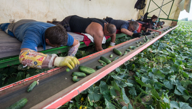 Romanians workers quarantined after Covid-19 outbreak at cucumber farm in Germany