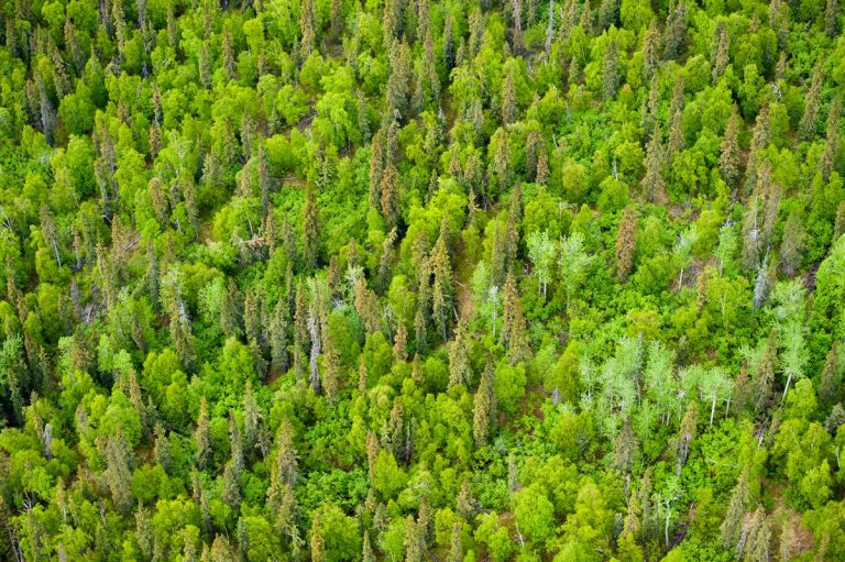 Romania to plant thousands of hectares of forests as part of EU Green Deal-PM