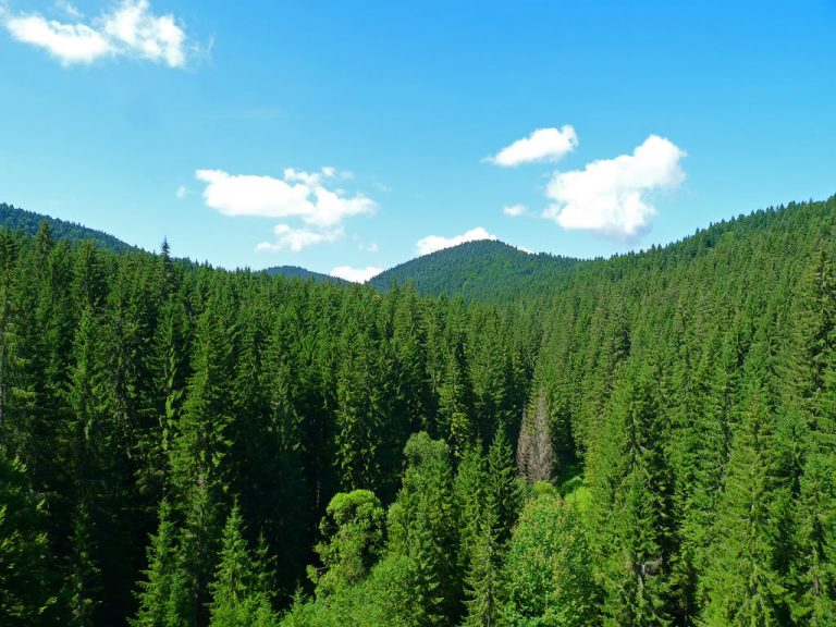 Romania really needs to improve its forest road networks