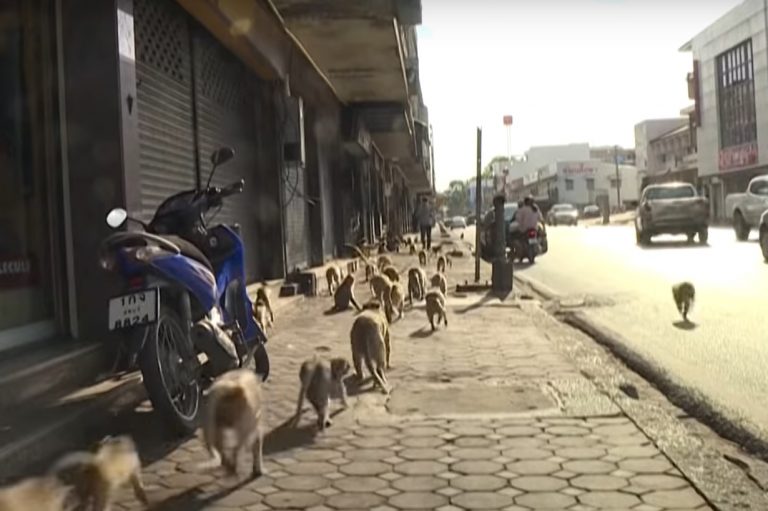 VIDEO | „Planeta Maimuțelor”, la propriu, în Thailanda. Invazie în orașul Lopburi: „Situația a scăpat de sub control”