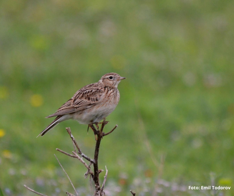 Romanian court bans hunting of dozens of species of wild birds