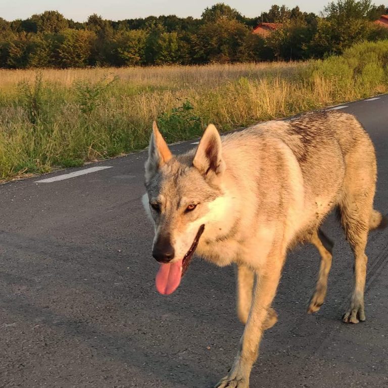 Romanian missing dog found a week later 250 kilometers away