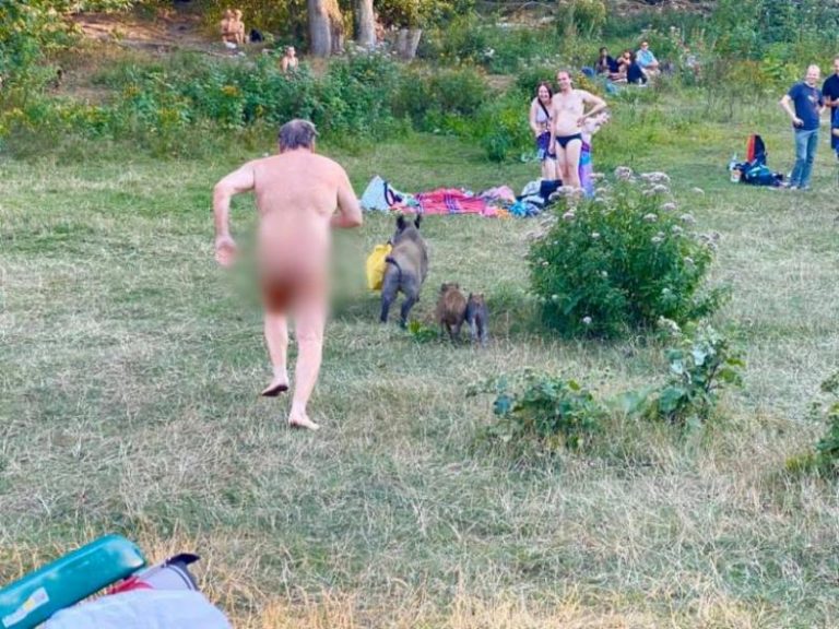Un nudist din Berlin a fugărit un mistreț care a ieșit din pădure și i-a luat laptopul