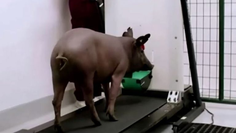 VIDEO | Porcul cu cip implantat în creier, prezentat de Elon Musk