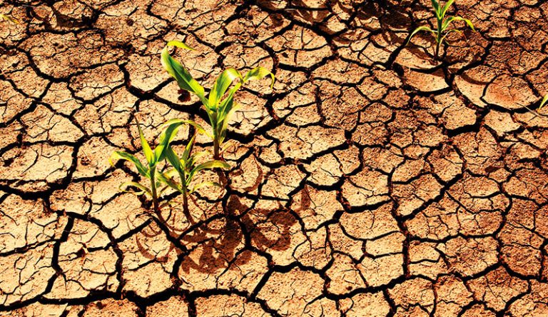 RETROSPECTIVĂ 2022 | Agricultura din România, lovită de secetă, inflaţie şi criza energetică