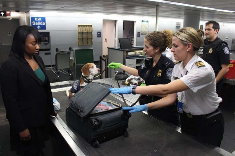 VIDEO | Câinii de detecție au o acuratețe de aproape 100% în depistarea coronavirusului. Un proiect pilot se derulează pe Aeroportul din Helsinki