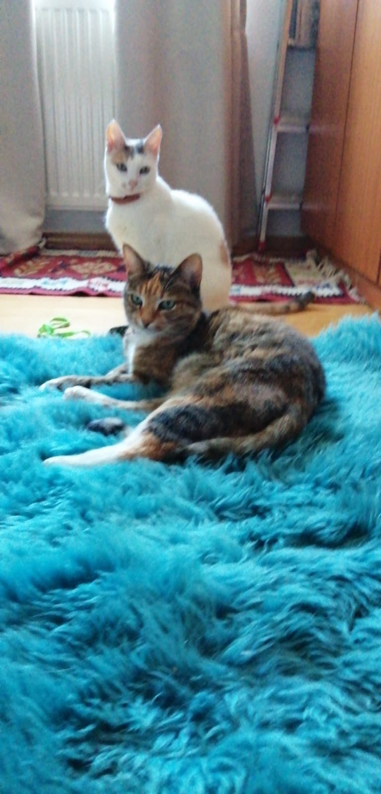 Romanian woman who dumped her cat on road fined 3,000 lei by police