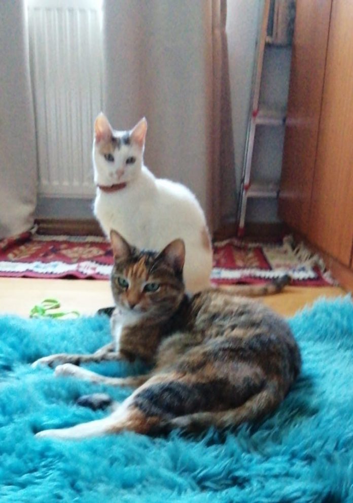 Pisici/cats, universul.net