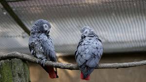 Papagalii dintr-un parc zoo din Anglia, trimiși la reeducare din cauza limbajului vulgar