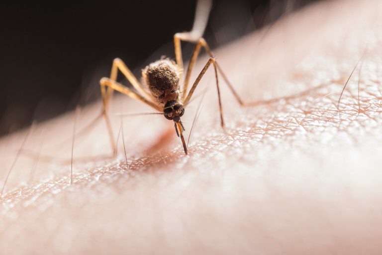 O companie de biotehnologie deținută de SUA mizează pe ţânţari modificaţi genetic pentru a combate febra denga în Brazilia