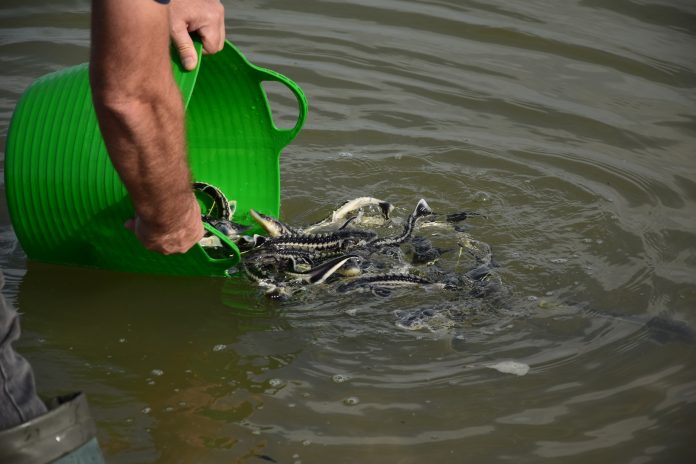 Baby sturgeon released into the Danube, stureoni mici eliberati in Dunare, WWF-Romania
