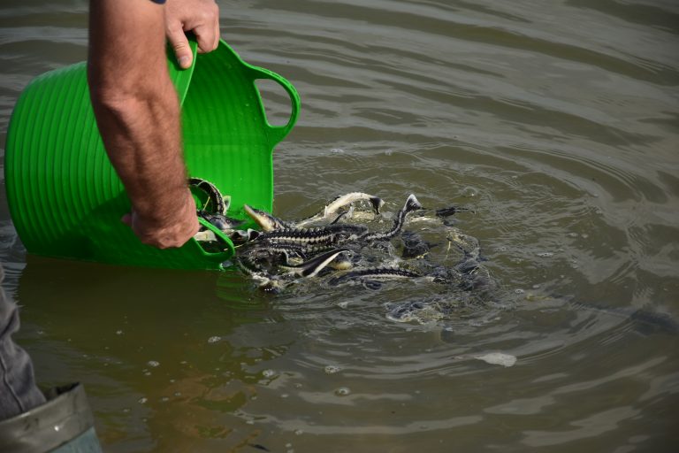 World Wildlife Fund releases 700 baby sturgeon into Danube in bid to protect endangered species