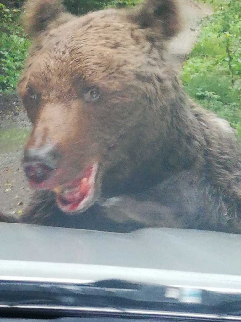 FOTO/VIDEO | Muncitori atacați de urs, la Buşteni. Animalul este agresiv şi a muşcat din bara dubei de jandarmi