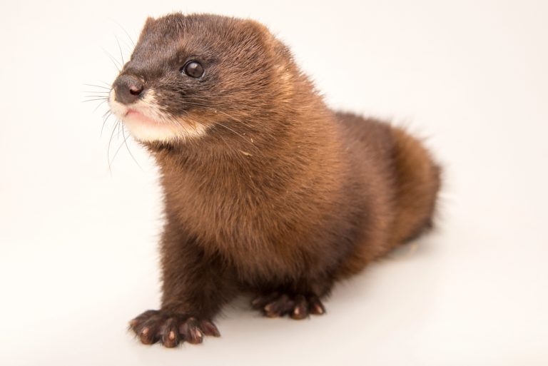 Mink farm staff tested for Covid-19 at two Dutch-owned farms in Romania