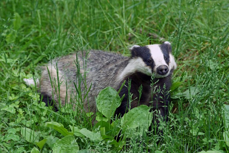 VIDEO. Badger family caught on camera indulging in some TLC in Romanian forest