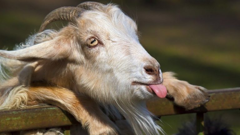Xmas trees: a rightful snack for the goats among us