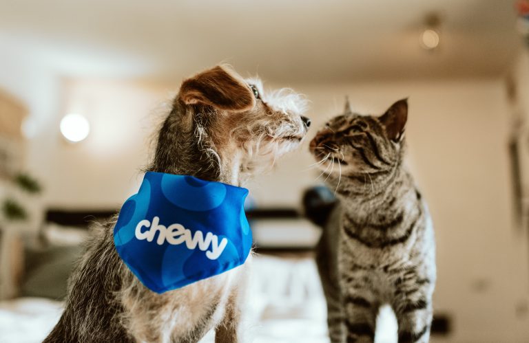 Pandemia a crescut masiv cererea de animale de companie. Câinii sunt regii locuințelor. Prețul exorbitant pentru un Cockapoo
