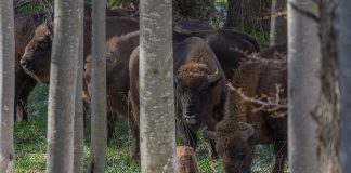 zimbri/bison Foundation Conservation Carpathia (FCC), Calin Serban