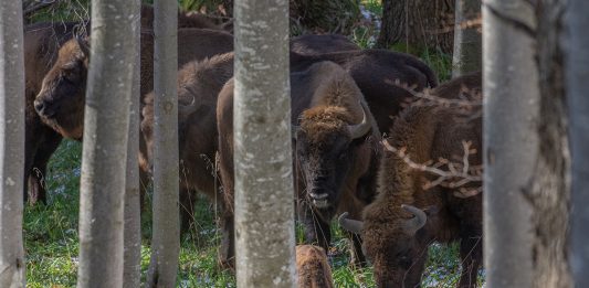 zimbri/bison Foundation Conservation Carpathia (FCC), Calin Serban