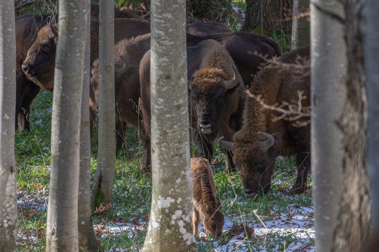 New bison reservation incoming in Maramureș
