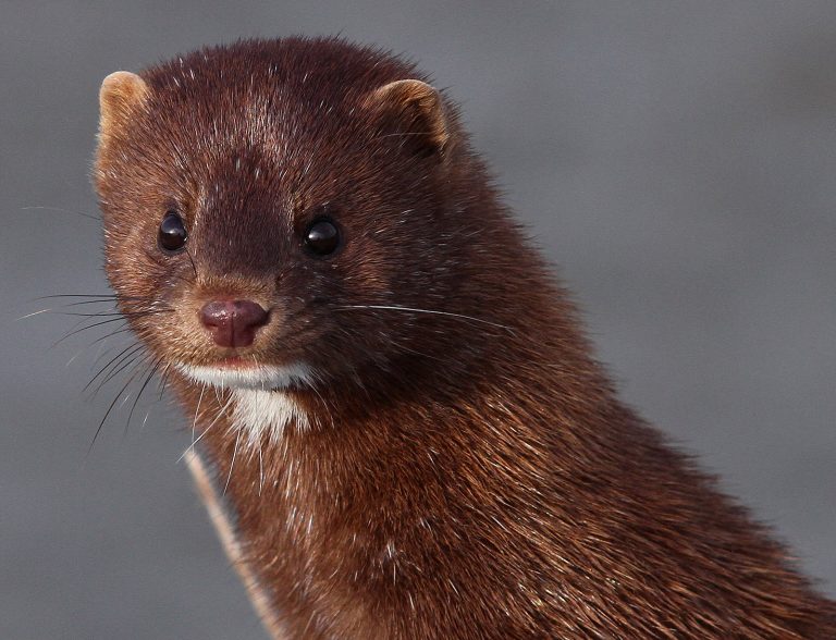 Romania outlaws chinchilla & mink fur production