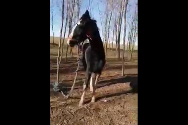 VIDEO. Dozens of abandoned horses, some of which were tied to trees in sub-zero weather, rescued in Romania after appeal from rapper, ngo