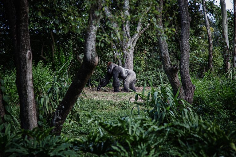 Două gorile de la o grădină zoologică din SUA au COVID-19. Cum se manifestă boala la ele