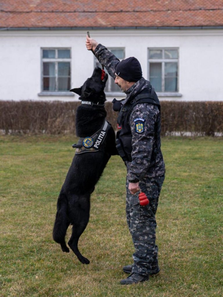 Câini polițiști, antrenați la Sibiu să detecteze persoanele infectate cu COVID-19